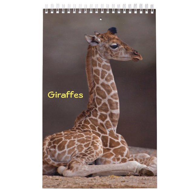Giraffes Calendar (Cover)