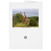 Giraffes Card (Back)