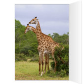 Giraffes Card (Inside (Left))
