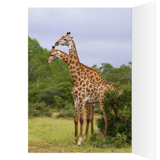 Giraffes Card (Inside (Left))
