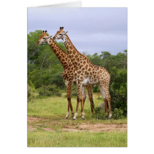 Giraffes Card