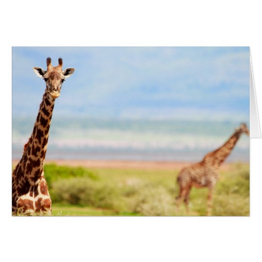 Giraffes Cards (Front Horizontal)