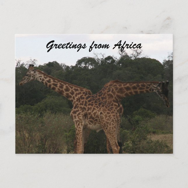 giraffes crossed africa postcard (Front)