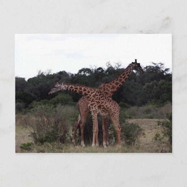 giraffes crossed necks postcard (Front)
