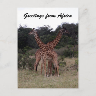 giraffes crossed up postcard