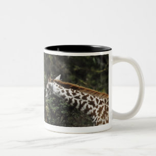 Giraffes Feeding On Acacia Branch, Africa Two-Tone Coffee Mug
