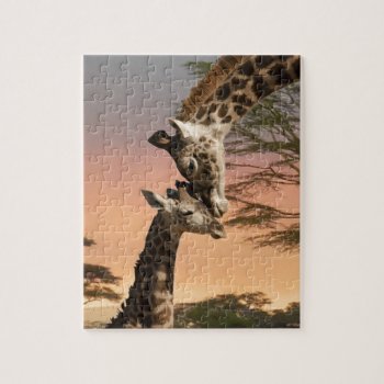 Giraffes Greeting Each Other Jigsaw Puzzle by saveena at Zazzle