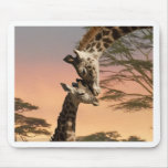 Giraffes Greeting Each Other Mouse Pad at Zazzle
