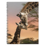 Giraffes Greeting Each Other Notebook at Zazzle