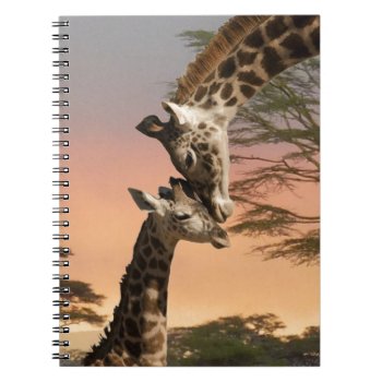 Giraffes Greeting Each Other Notebook by saveena at Zazzle