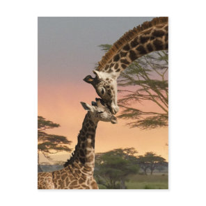 Giraffes Greeting Each Other Postcard