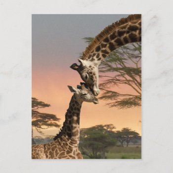 Giraffes Greeting Each Other Postcard by saveena at Zazzle