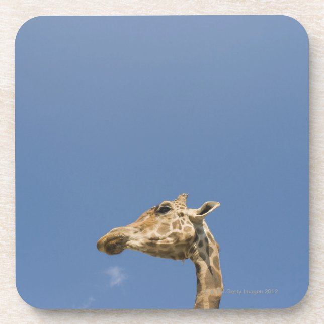 Giraffe's head beverage coaster (Front)