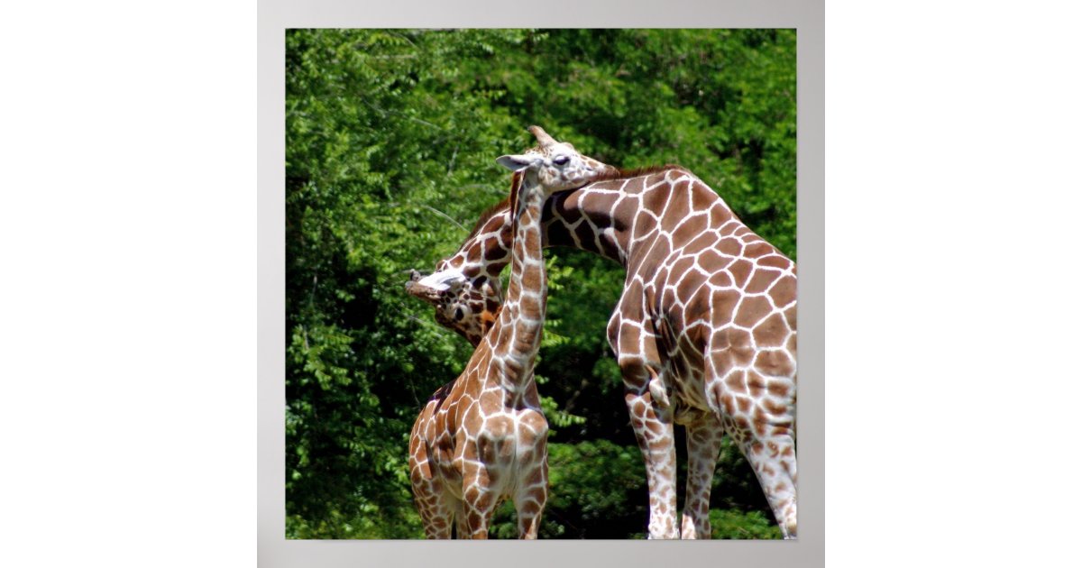 Giraffes Hugging Poster | Zazzle