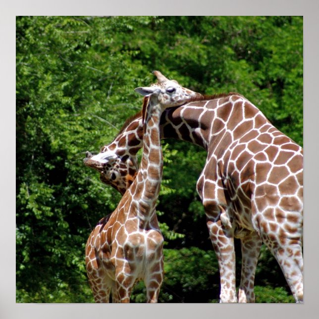 Giraffes Hugging Poster (Front)