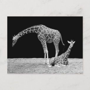 Giraffes in Black and White Postcard