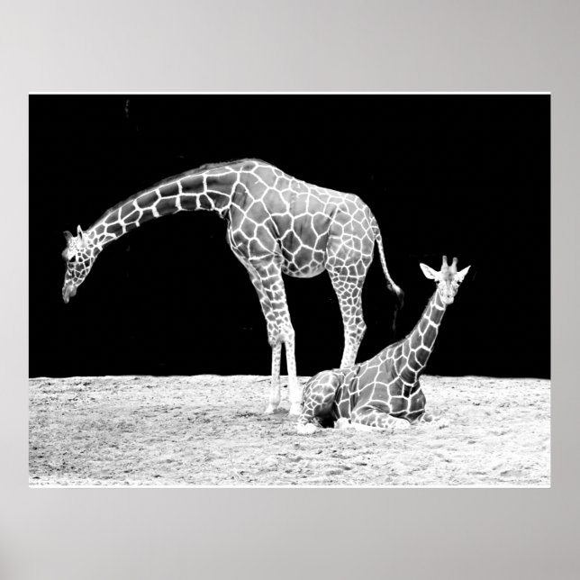 Giraffes in Black and White Poster (Front)