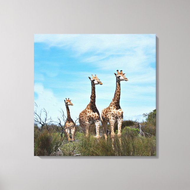 Giraffes in Endless Vista Canvas Print (Front)