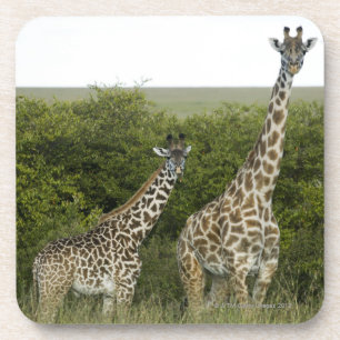 Giraffes in Kenya, Africa 2 Drink Coaster