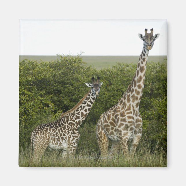 Giraffes in Kenya, Africa 2 Magnet (Front)