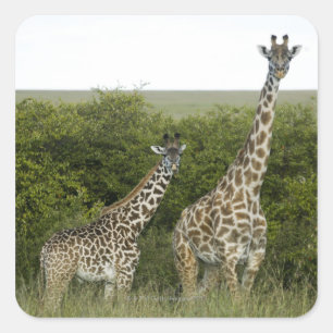 Giraffes in Kenya, Africa 2 Square Sticker