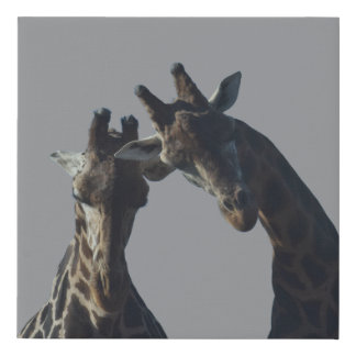 Giraffe's looking at you faux canvas print