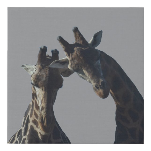 Giraffe's looking at you faux canvas print (Front)