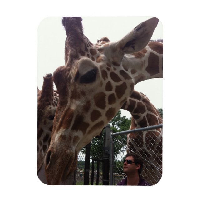 Giraffes Magnet (Vertical)