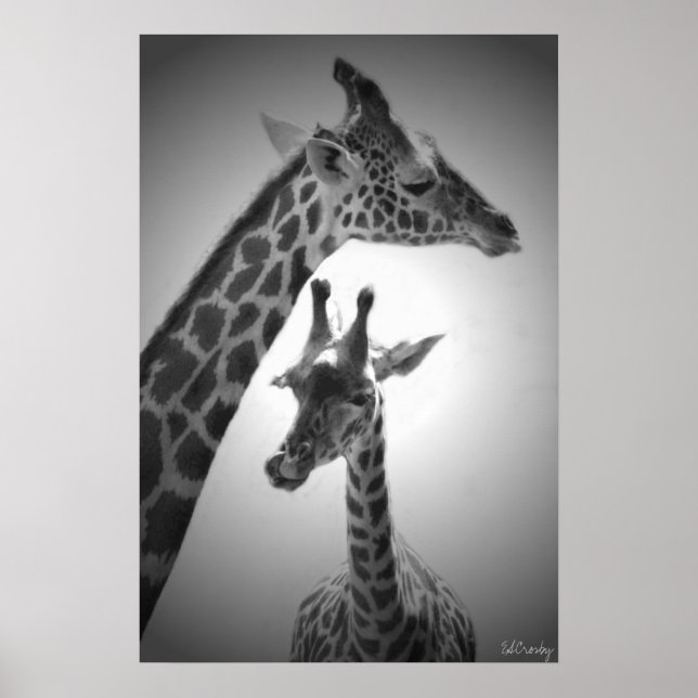 giraffes, mother and child poster (Front)
