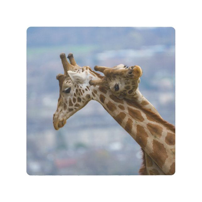 Giraffes Neck and Neck Metal Print (Front)