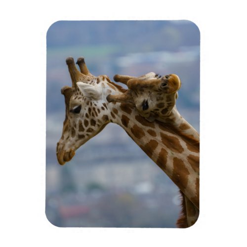 Giraffes neck bashing magnet