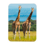 Giraffes On The Savanna, Uganda Magnet at Zazzle