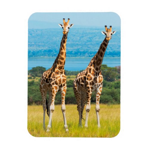 Giraffes on the Savanna Uganda Magnet