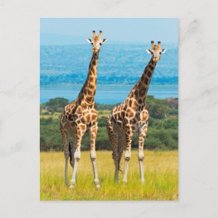 Giraffes on the Savanna, Uganda Postcard