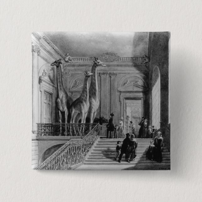 Giraffes on the staircase in the British Button (Front)