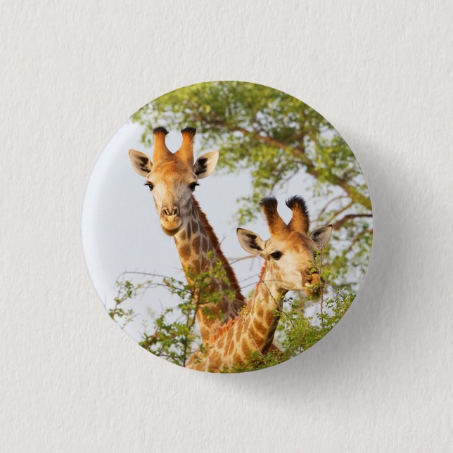 Giraffes Peeking Above Vegetation Button (Front)