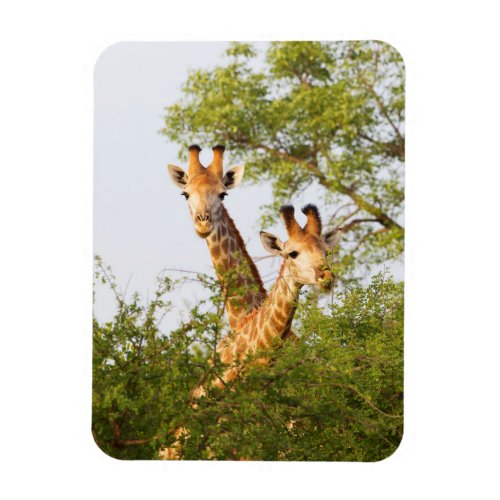 Giraffes Peeking Above Vegetation Magnet