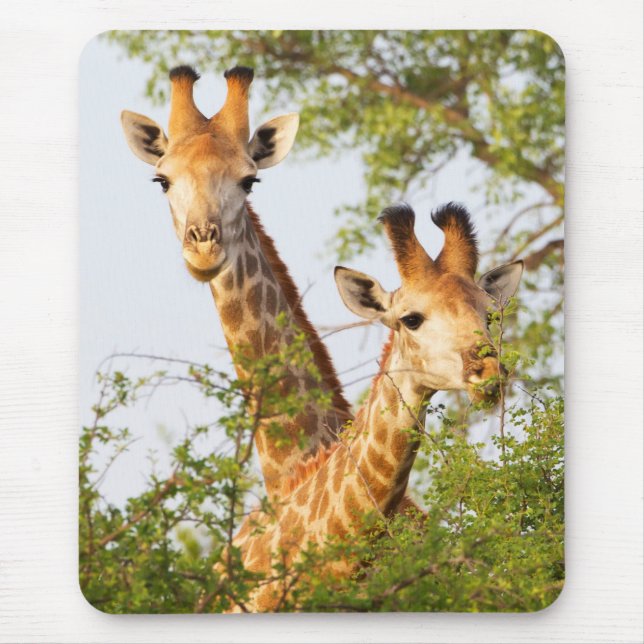 Giraffes Peeking Above Vegetation Mouse Pad (Front)