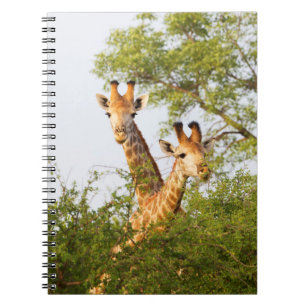 Giraffes Peeking Above Vegetation Notebook