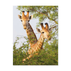 Giraffes Peeking Above Vegetation Postcard