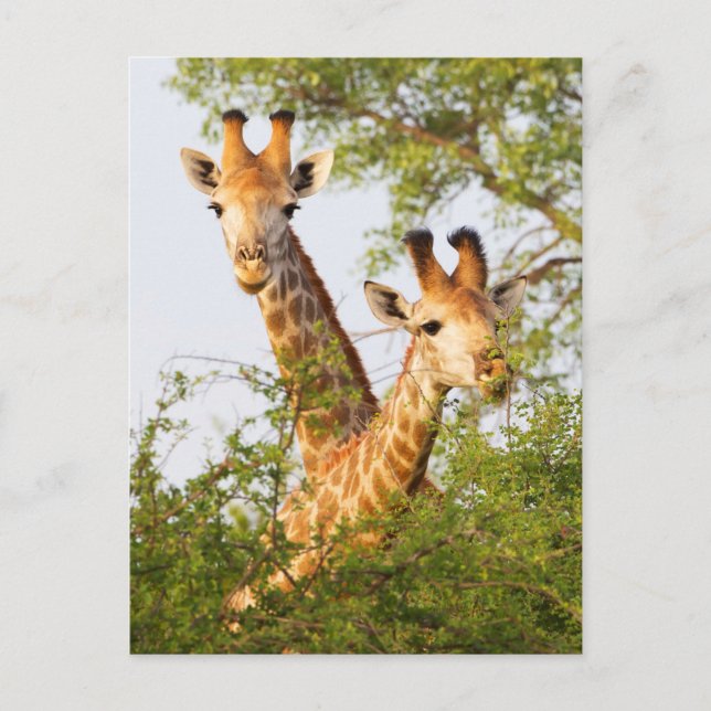 Giraffes Peeking Above Vegetation Postcard (Front)