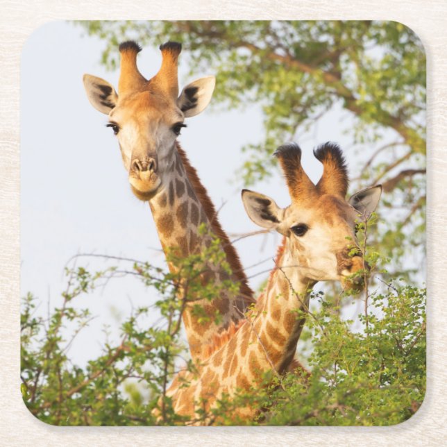 Giraffes Peeking Above Vegetation Square Paper Coaster (Front)