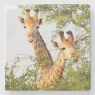 Giraffes Peeking Above Vegetation Stone Coaster