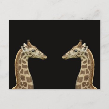 Giraffes Postcard