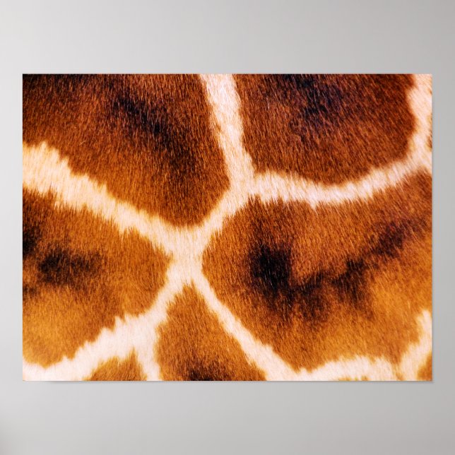 GIRAFFES POSTER (Front)