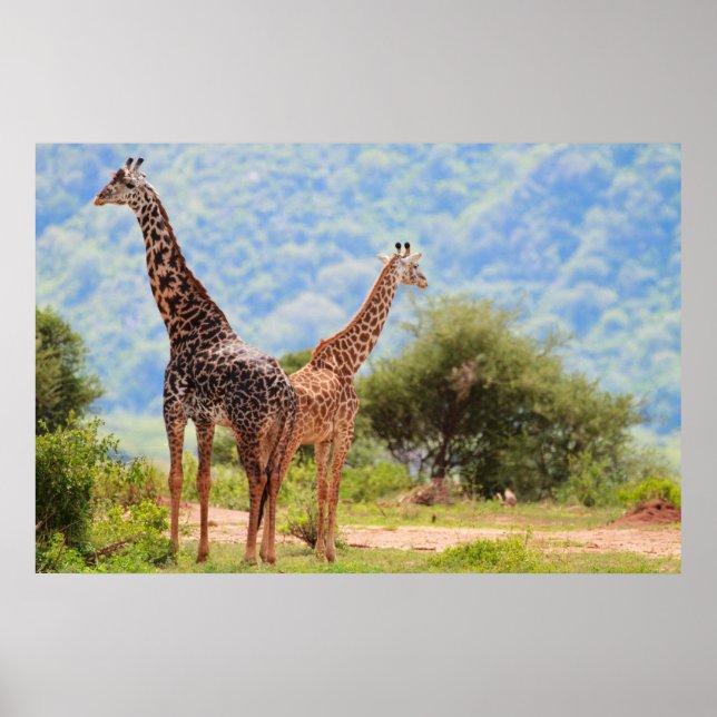 Giraffes Poster (Front)