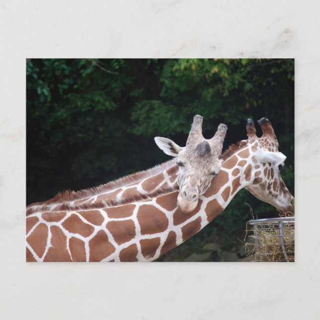 giraffes rubbing necks postcard (Front)