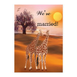 Giraffes