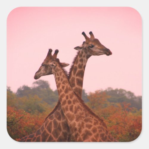 Giraffes Square Sticker