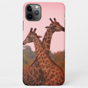 Giraffes standing in mopani trees with pink sky iPhone 11Pro max case